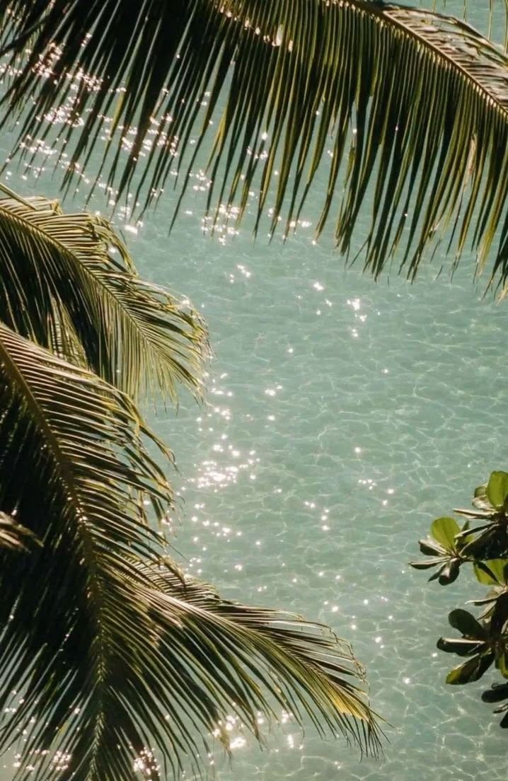 Palm fronds over pool water