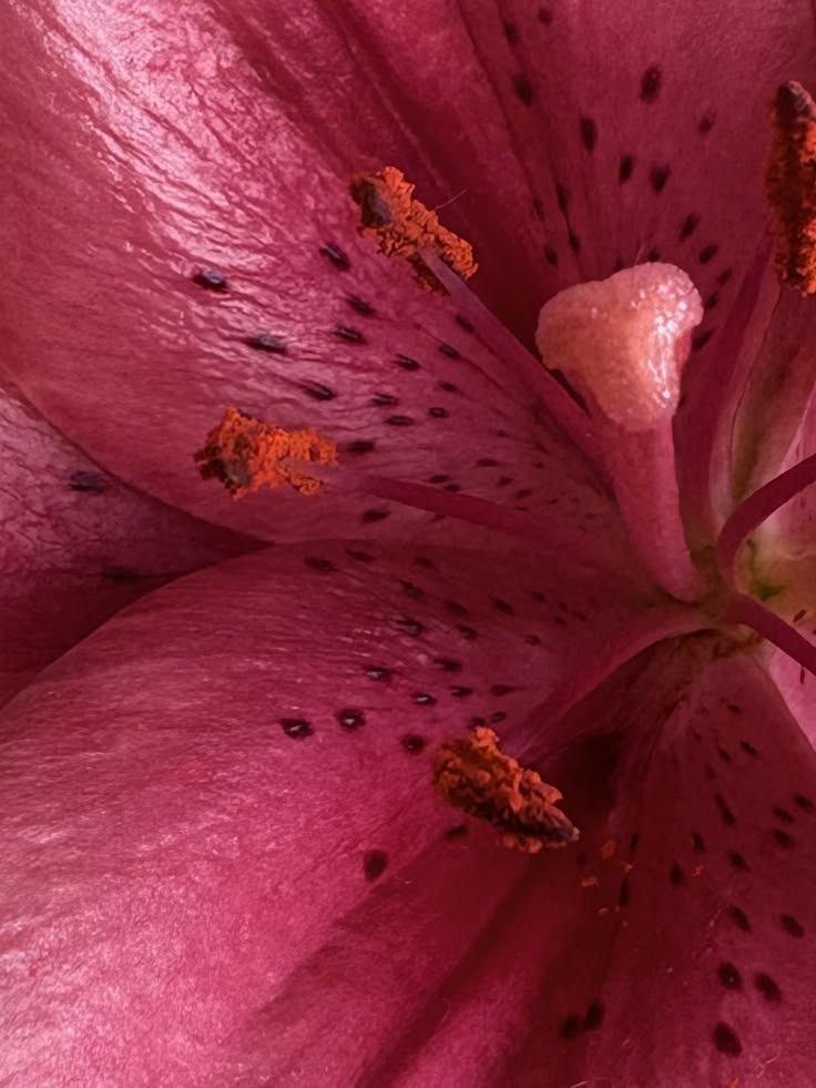 Pink lily, up close